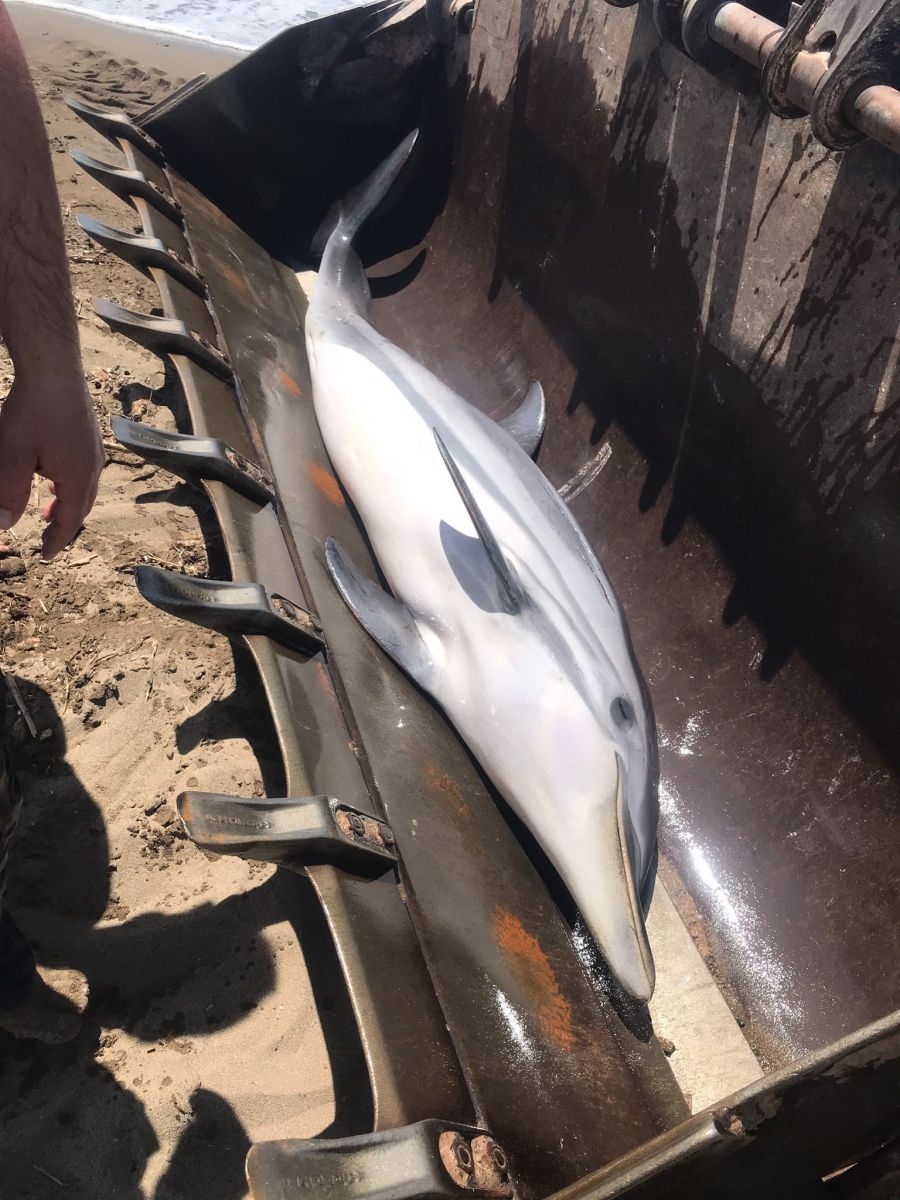 Bu görüntülere yürek dayanmaz! Yunus balığı intihar etti